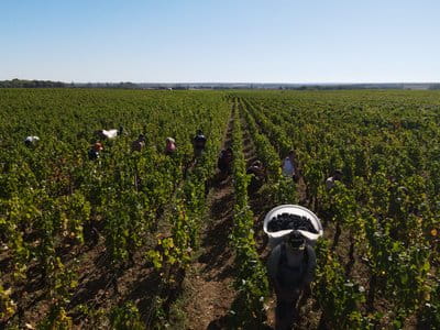 Harvest 2020 in Burgundy 