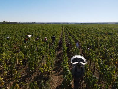 Vendanges 2020 en Bourgogne 